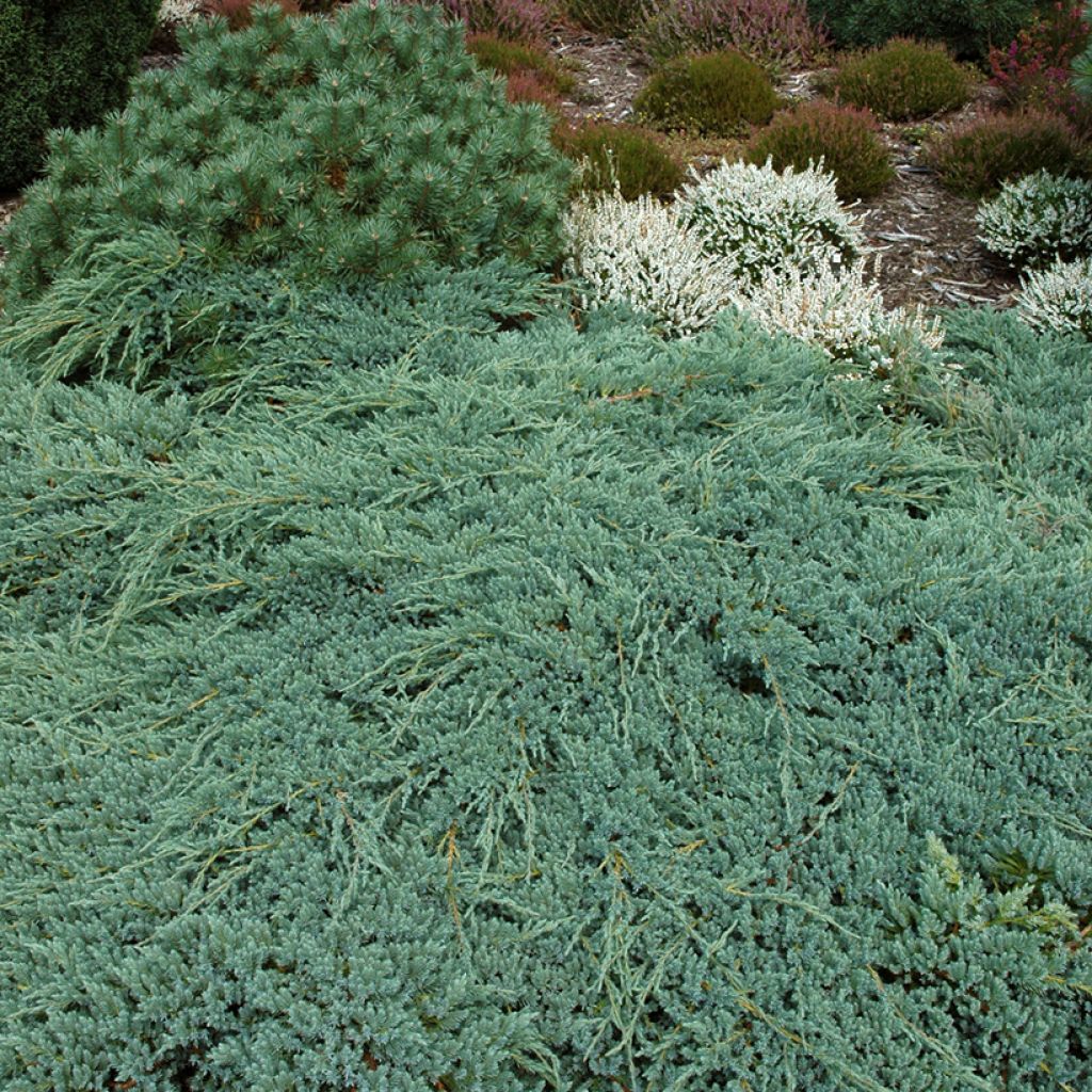 Genévrier écailleux - Juniperus squamata Blue Carpet