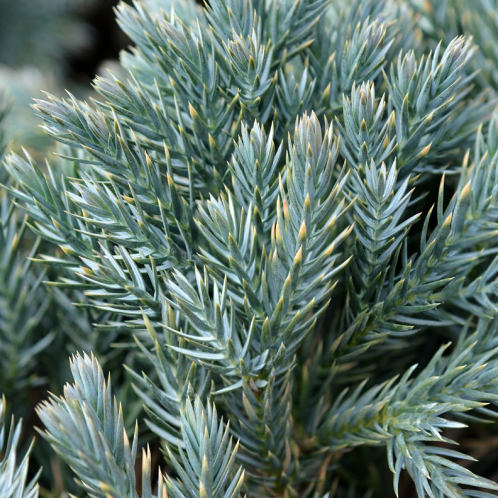 Juniperus squamata Blue Star - Genévrier écailleux