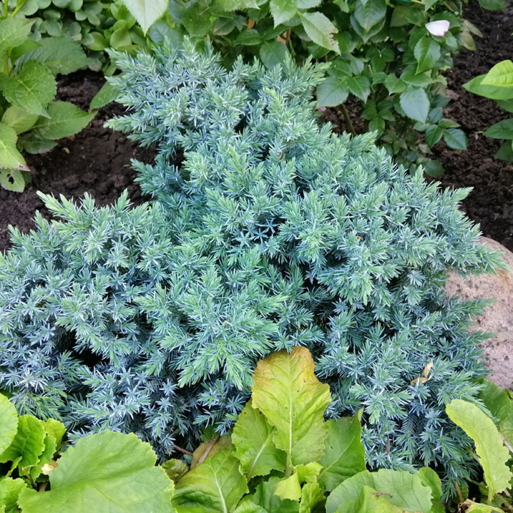 Juniperus squamata Blue Star - Genévrier écailleux