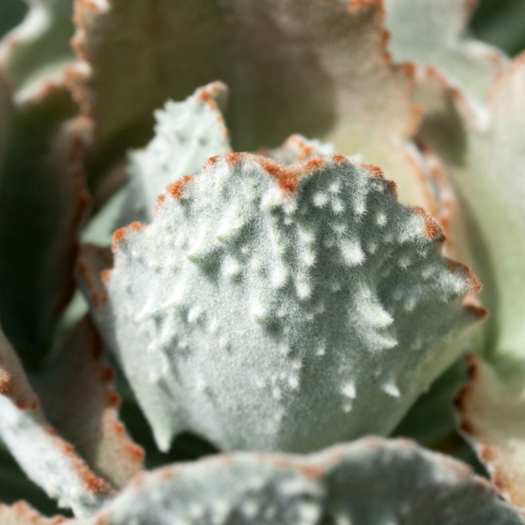 Kalanchoe beharensis Fang