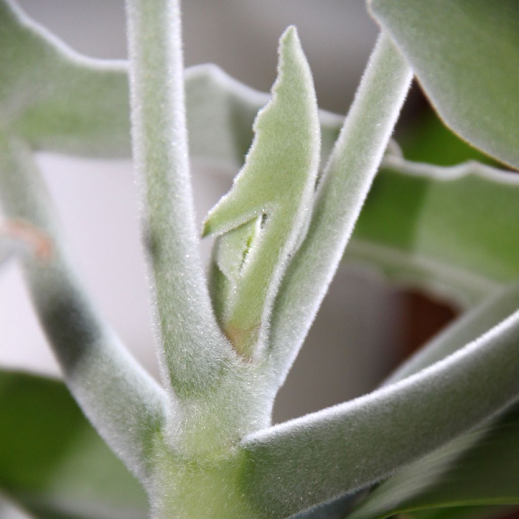 Kalanchoe beharensis Silver Shadow
