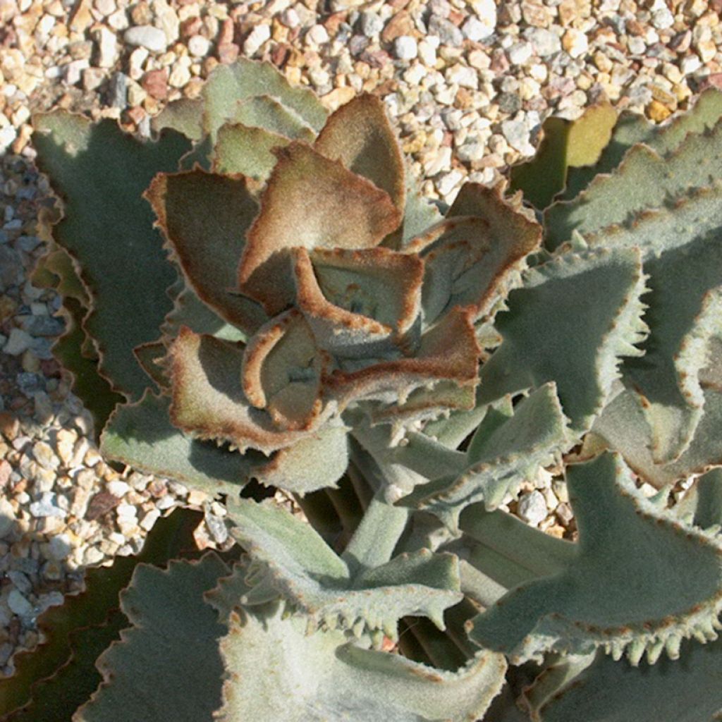 Kalanchoe beharensis Fang