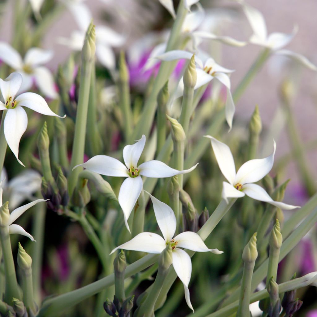 Kalanchoe marmorata - Kalanchoé marbré