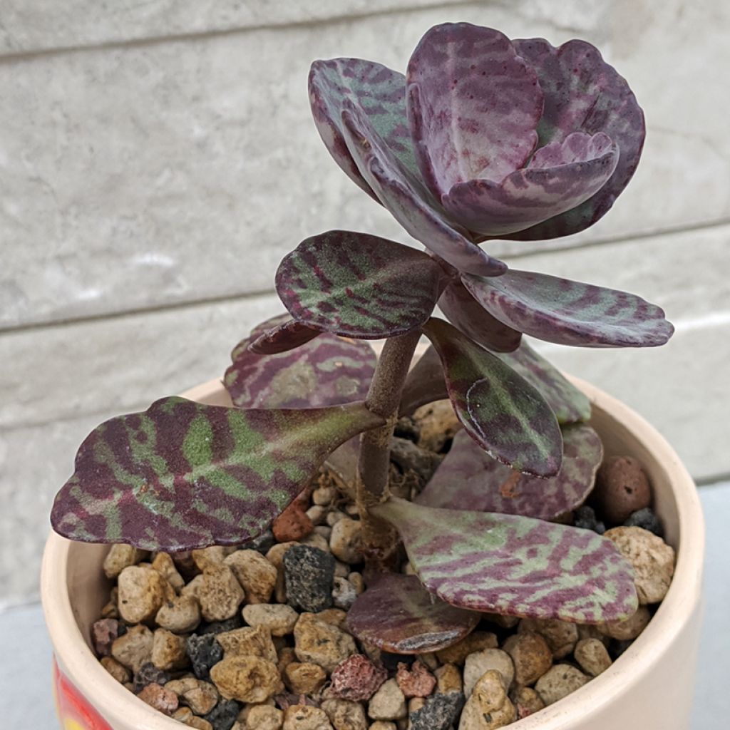 Kalanchoe marmorata - Kalanchoé marbré