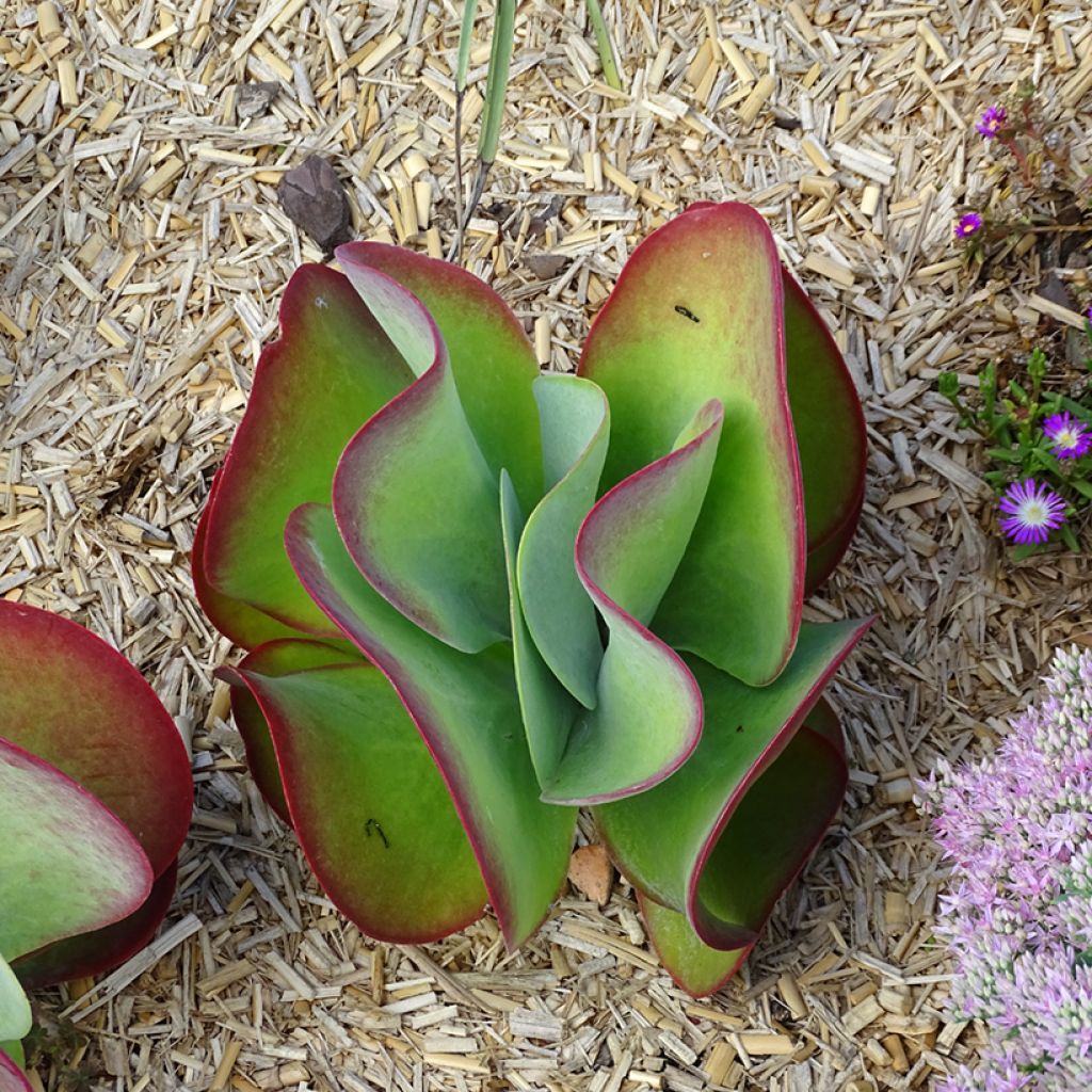 Kalanchoe thyrsiflora Bronze Sculpture - Kalanchoé à fleurs en thyrse