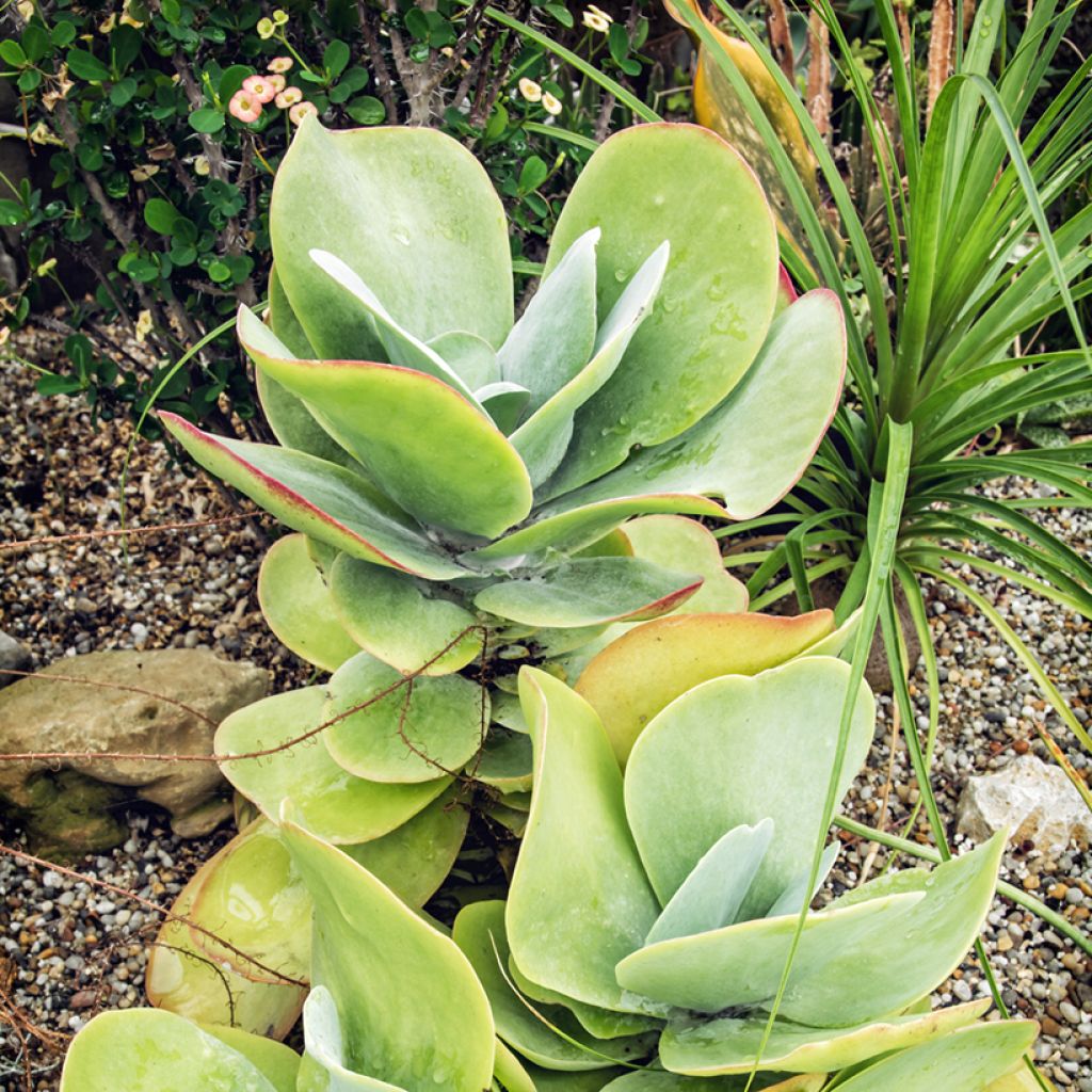 Kalanchoe thyrsiflora - Kalanchoé à thyrses