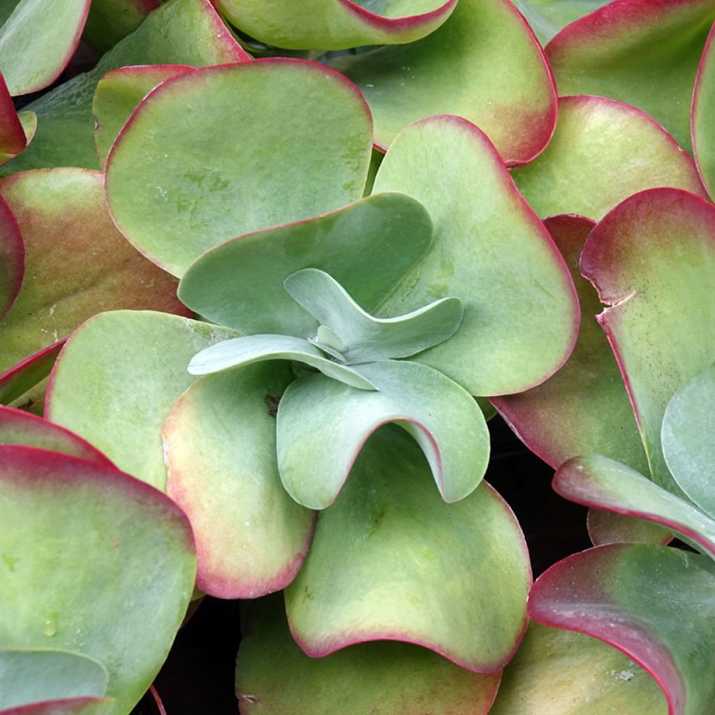 Kalanchoe thyrsiflora - Kalanchoé à thyrses