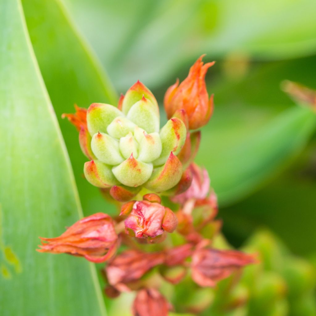 Kalanchoe thyrsiflora - Kalanchoé à thyrses