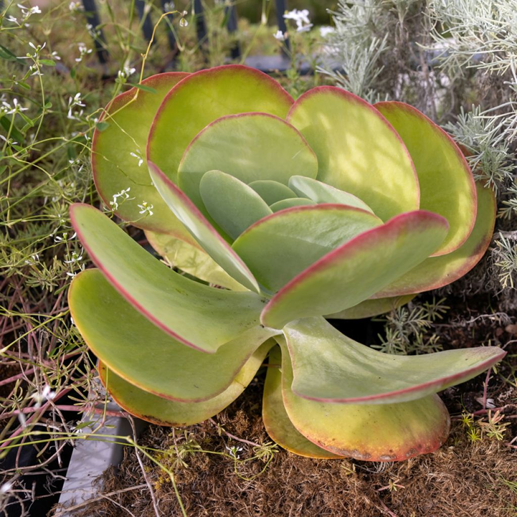 Kalanchoe thyrsiflora - Kalanchoé à thyrses