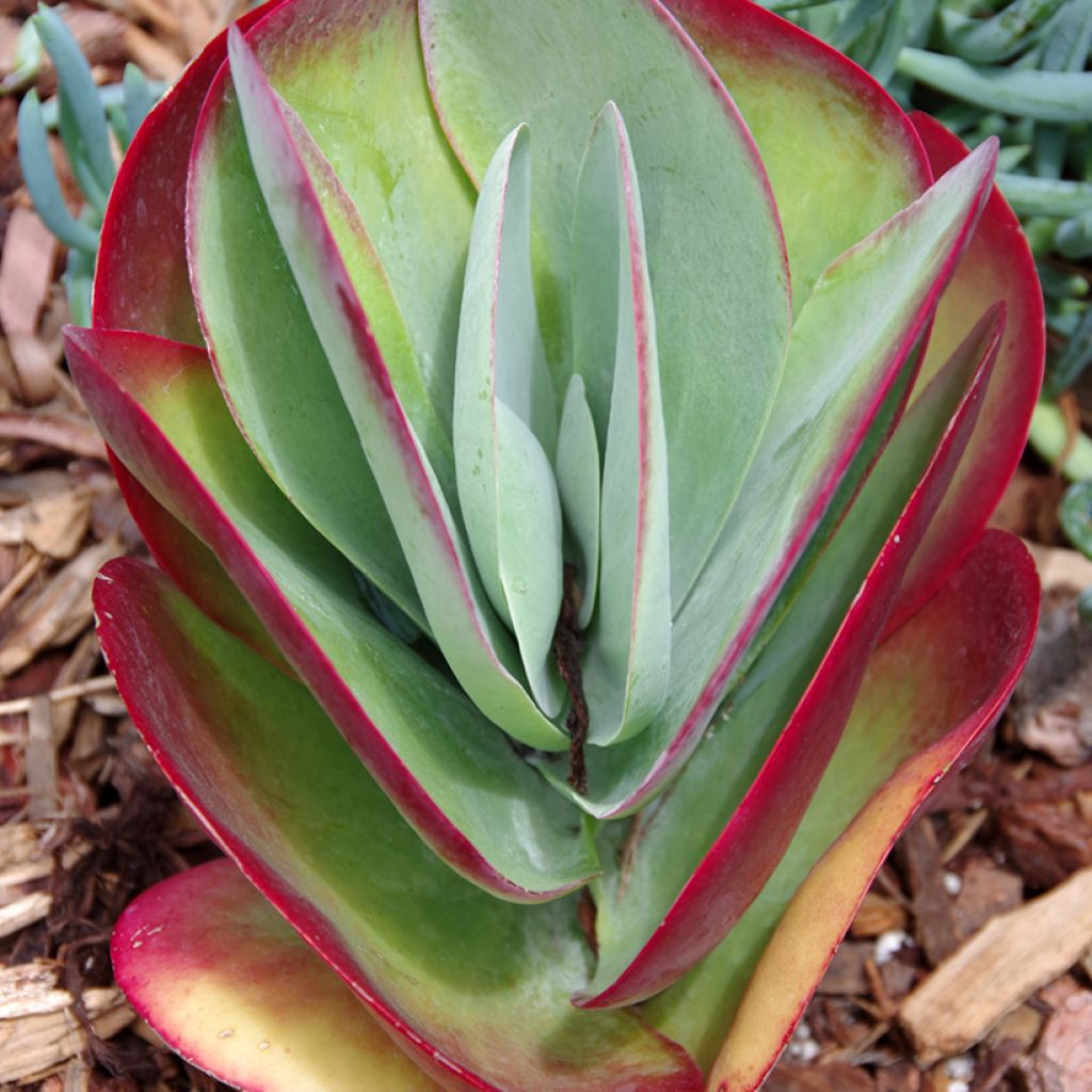 Kalanchoe thyrsiflora - Kalanchoé à thyrses