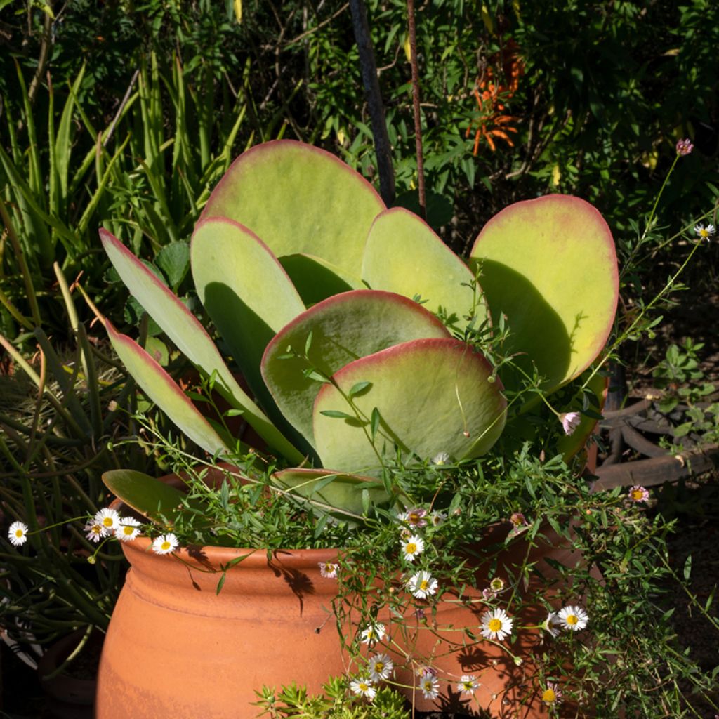 Kalanchoe thyrsiflora - Kalanchoé à thyrses