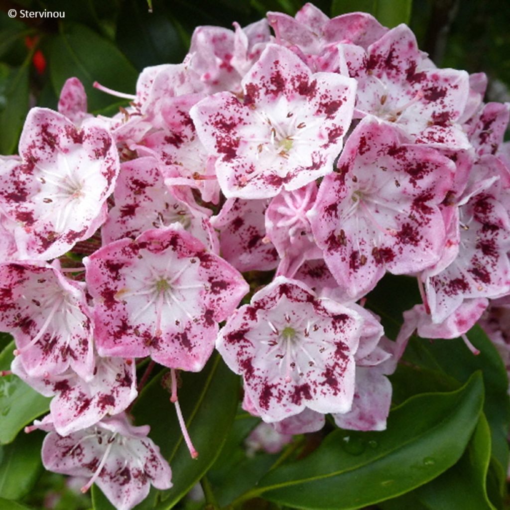 Kalmia latifolia Ideal - Laurier des montagnes