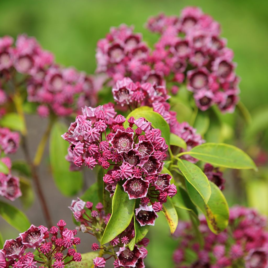 Kalmia latifolia Latchmin - Laurier des montagnes