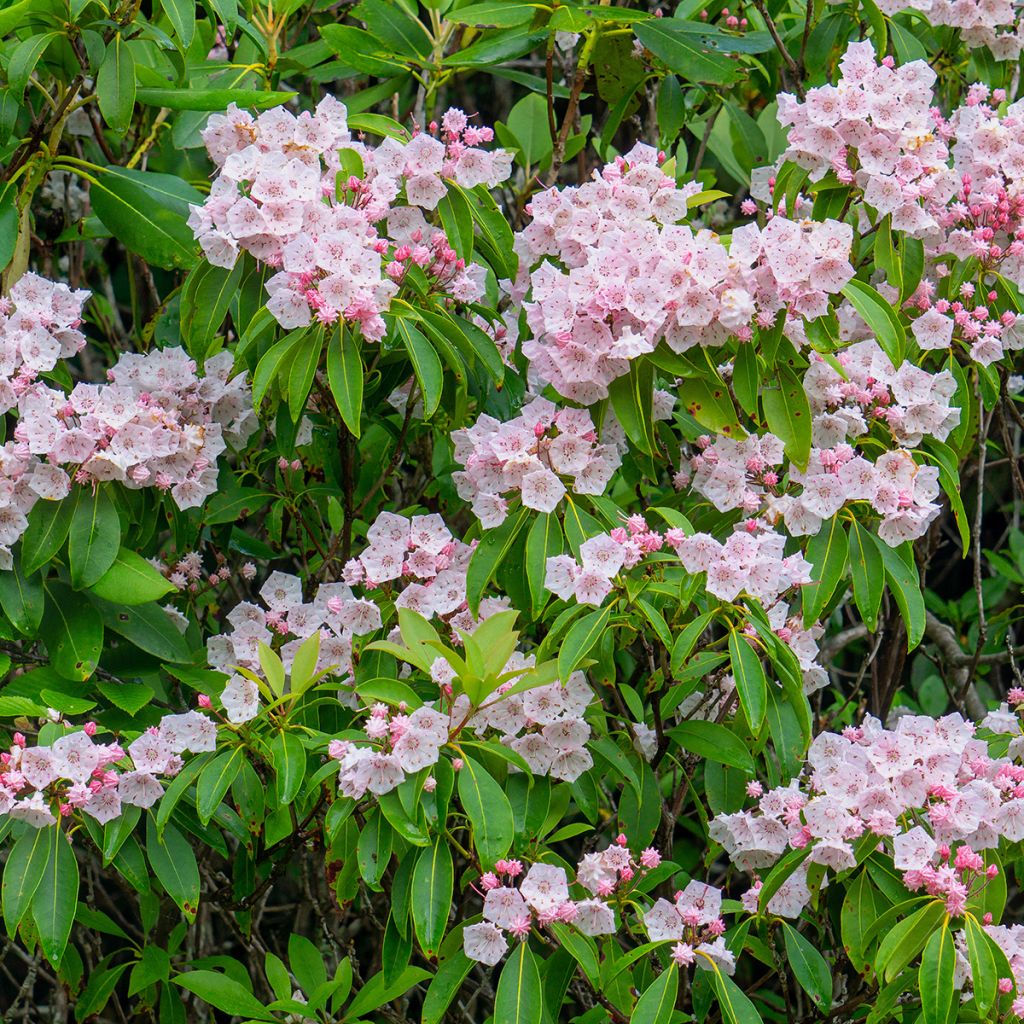 Kalmia latifolia - Laurier des montagnes rose pâle
