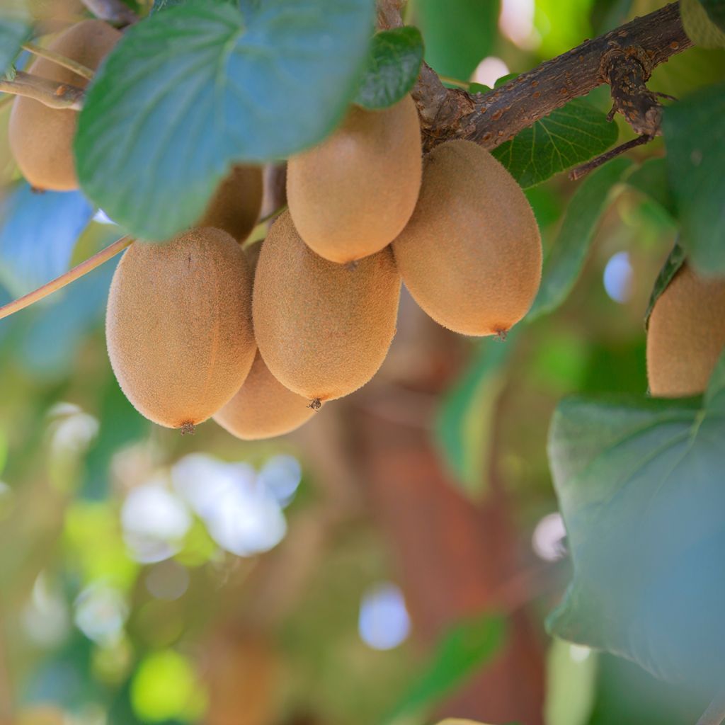 Kiwi jaune - Actinidia Morning Star (femelle)