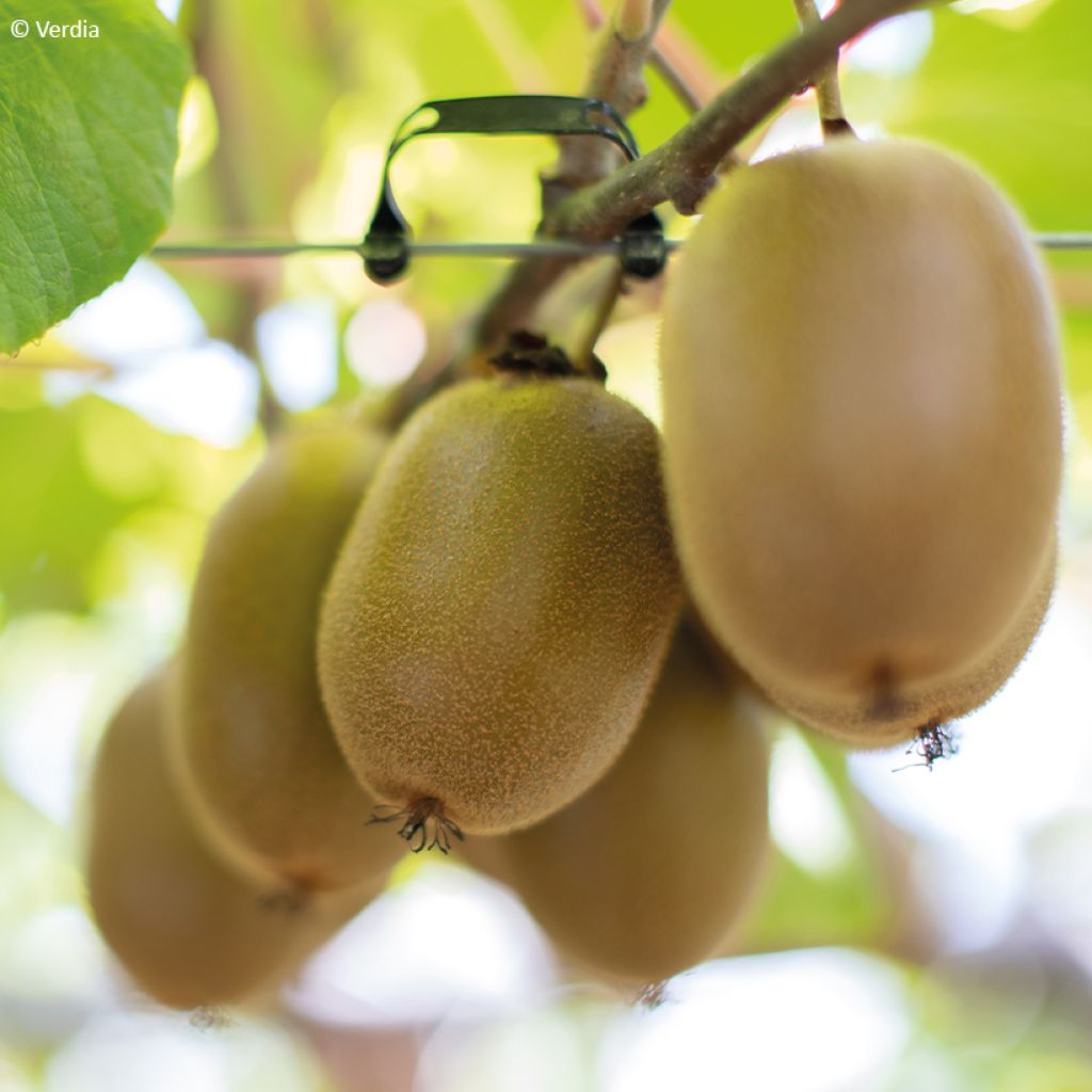 Kiwi jaune kiw'Happy femelle - Actinidia deliciosa