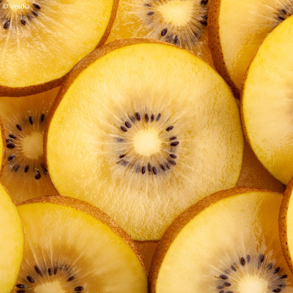 Kiwi jaune kiw'Happy femelle - Actinidia deliciosa