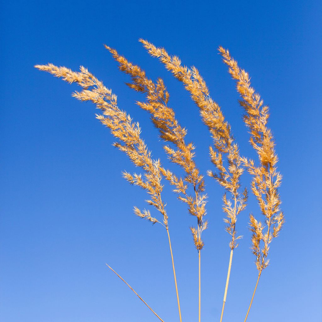 Koeleria glauca - Koélérie bleue, Koelérie glauque