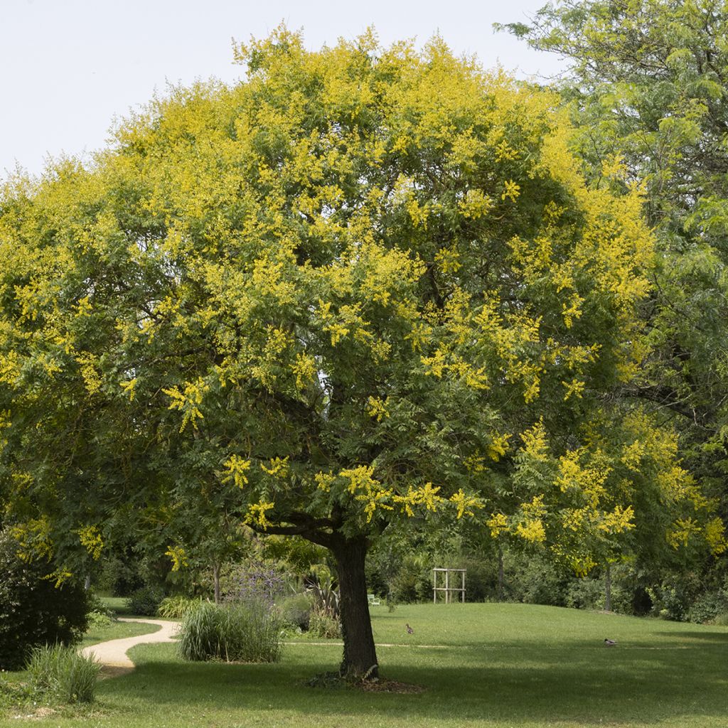 Koelreuteria paniculata - Savonnier de Chine