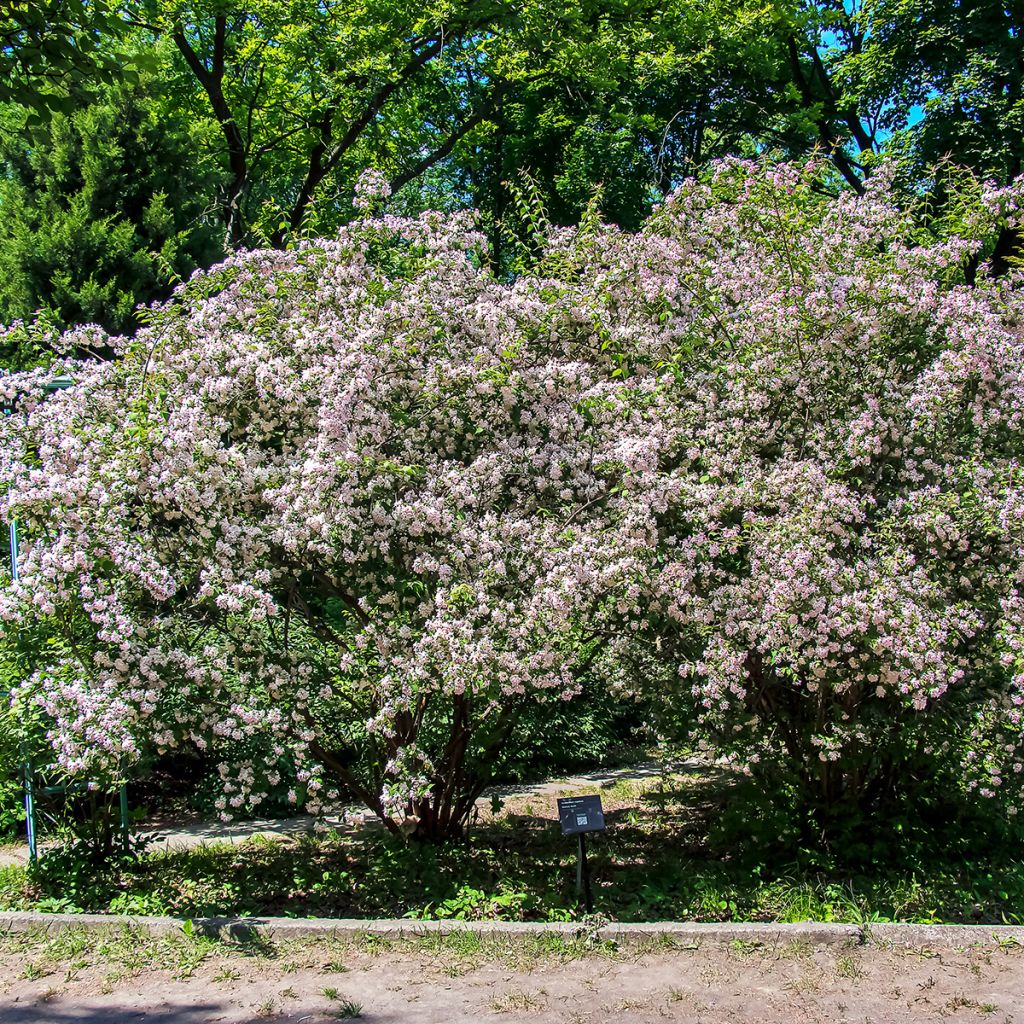 Kolkwitzia amabilis - Buisson de beauté