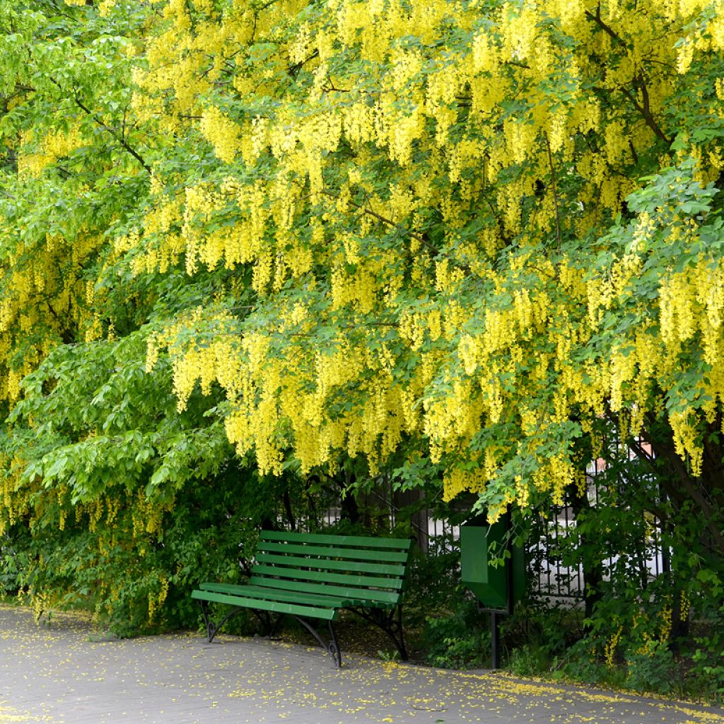 Laburnum anagyroides - Cytise à grappe