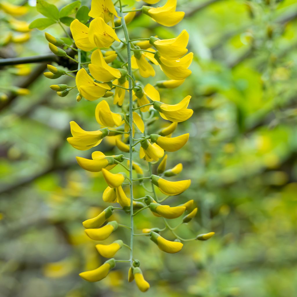 Laburnum watereri Vossii - Cytise pluie d'or