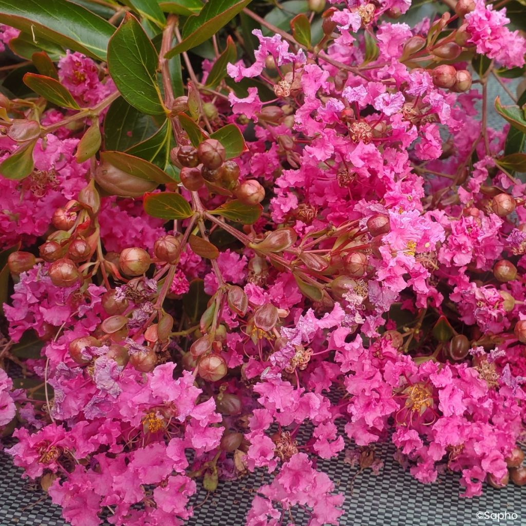 Lagerstroemia indica Mimie Rose - Lilas des Indes