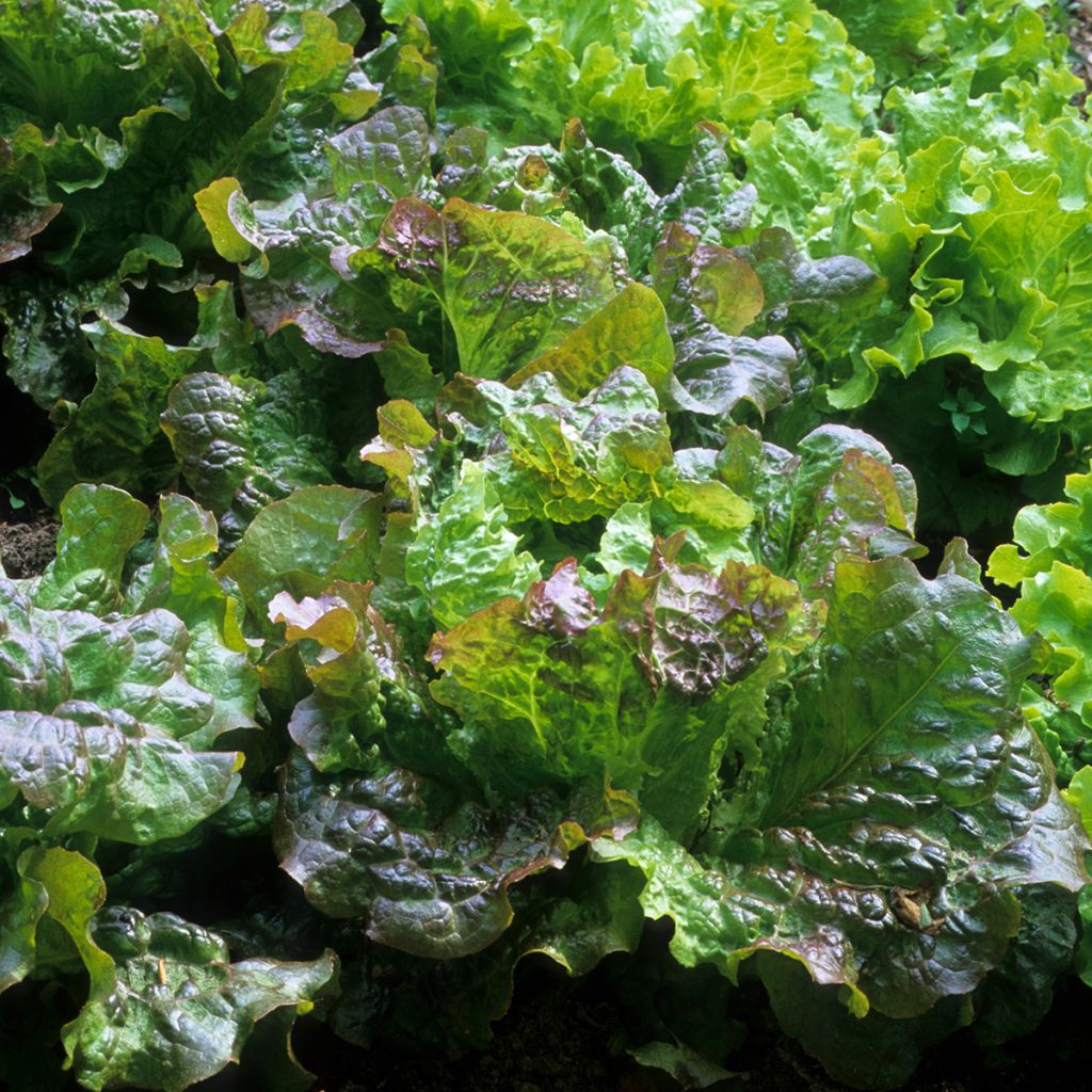 Laitue Batavia Rouge Grenobloise
