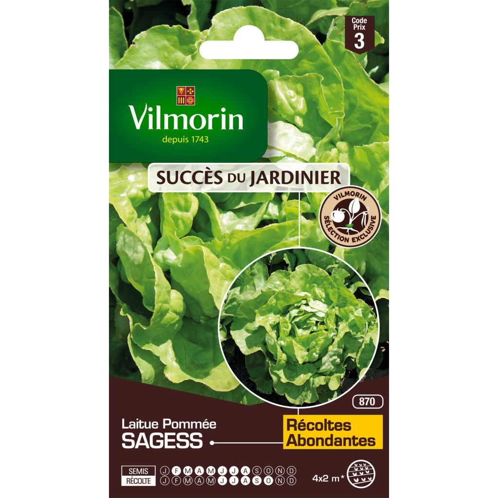 Laitue Pommée Sagess (Création Vilmorin) - Vilmorin