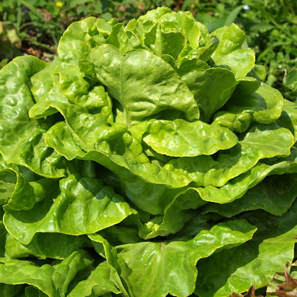 Laitue pommée Gotte Jaune