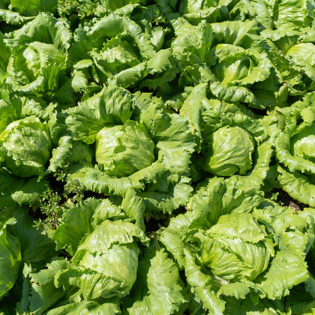 Laitue pommée Reine de Mai - Lactuca sativa