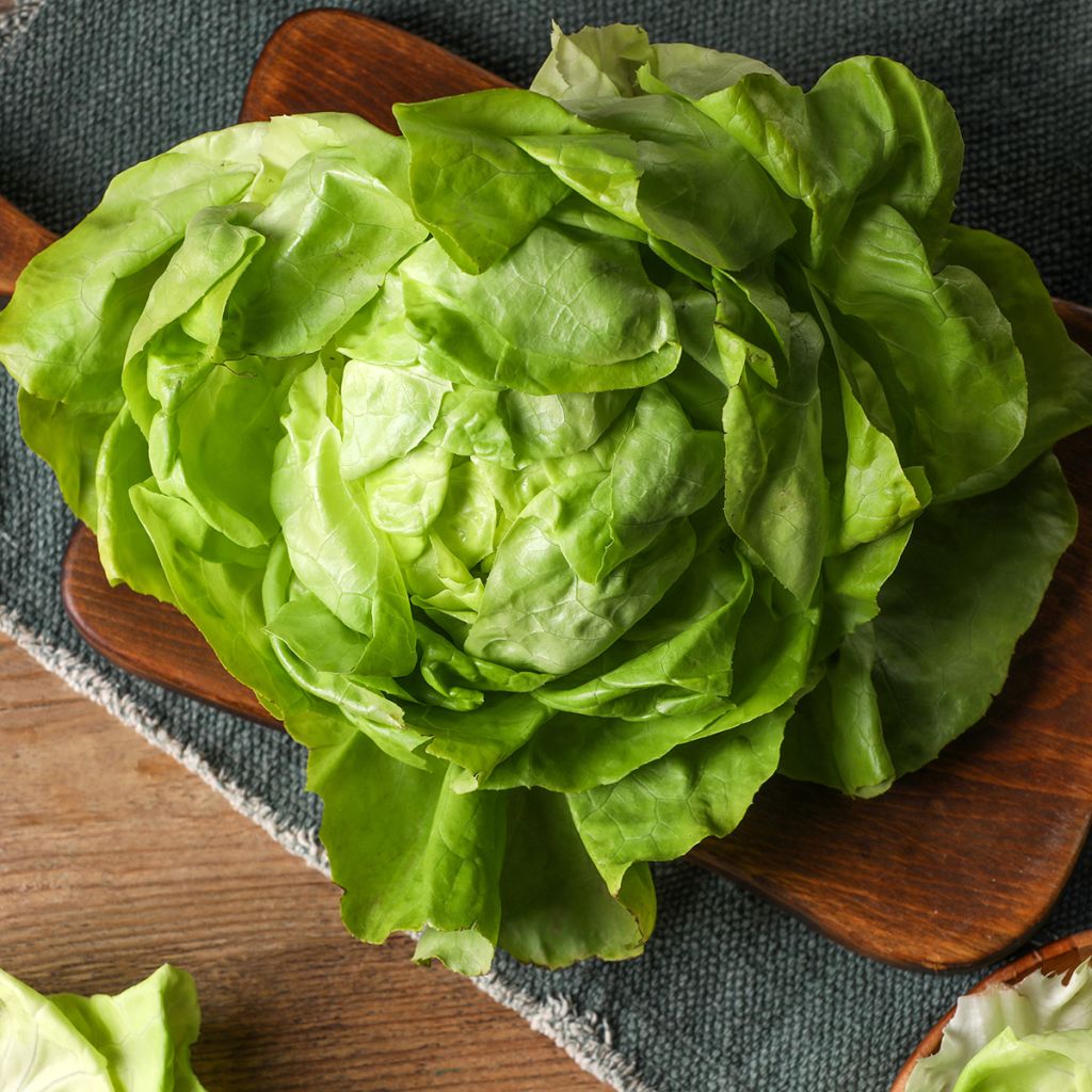 Laitue pommée du Bon Jardinier