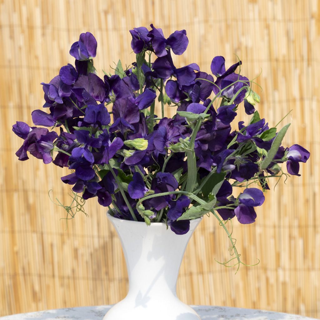 Graines de Pois de senteur King Size Navy Blue - Lathyrus odoratus