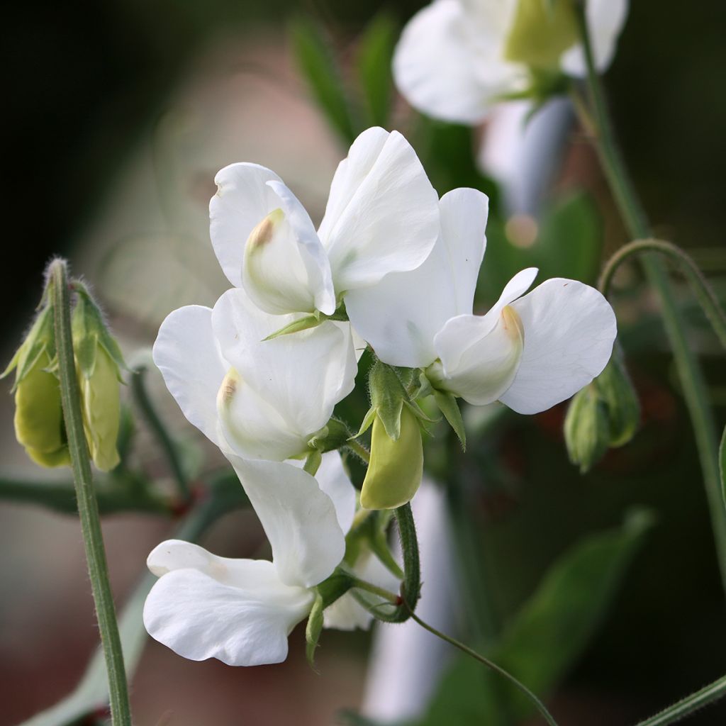 Graines de Pois de senteur White Suprême - Lathyrus odoratus 