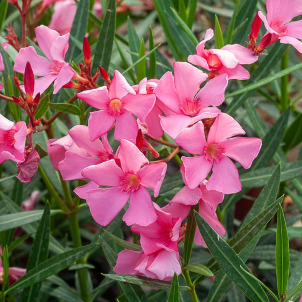 Laurier-rose Maurin des Maures – Nerium oleander