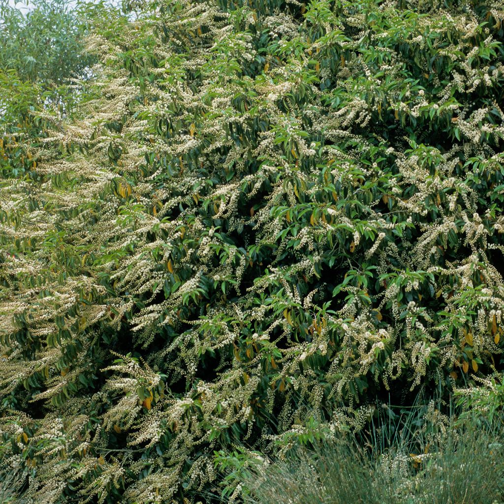 Laurier du Portugal - Prunus lusitanica