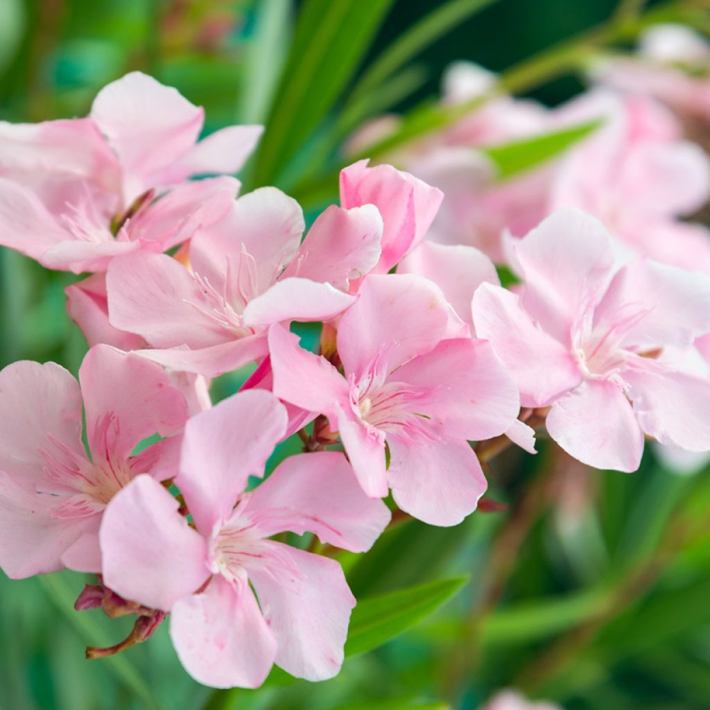 Laurier rose Caro - Nerium oleander
