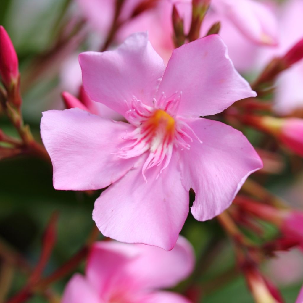 Laurier rose - Nerium oleander Rose
