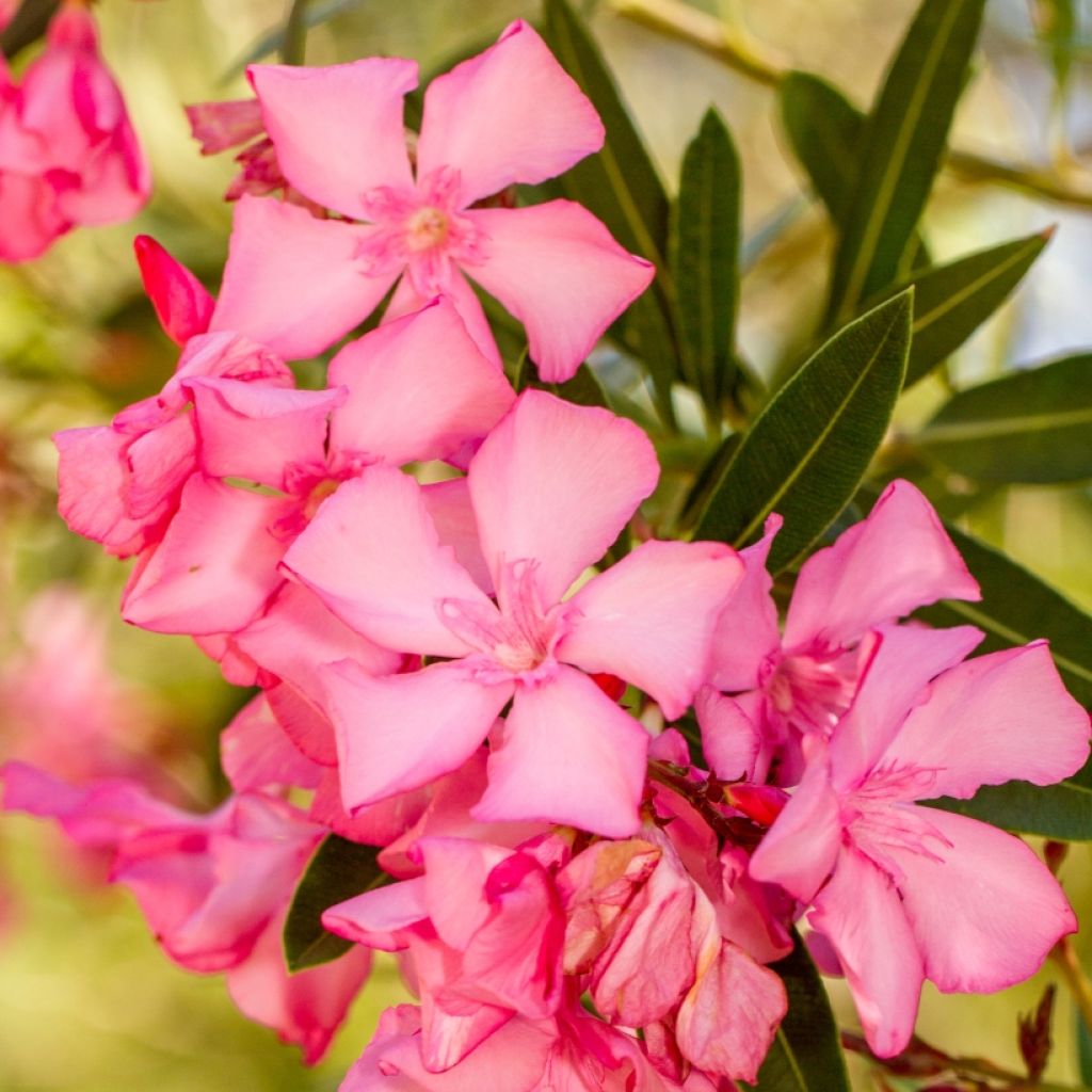 Laurier rose - Nerium oleander Rose