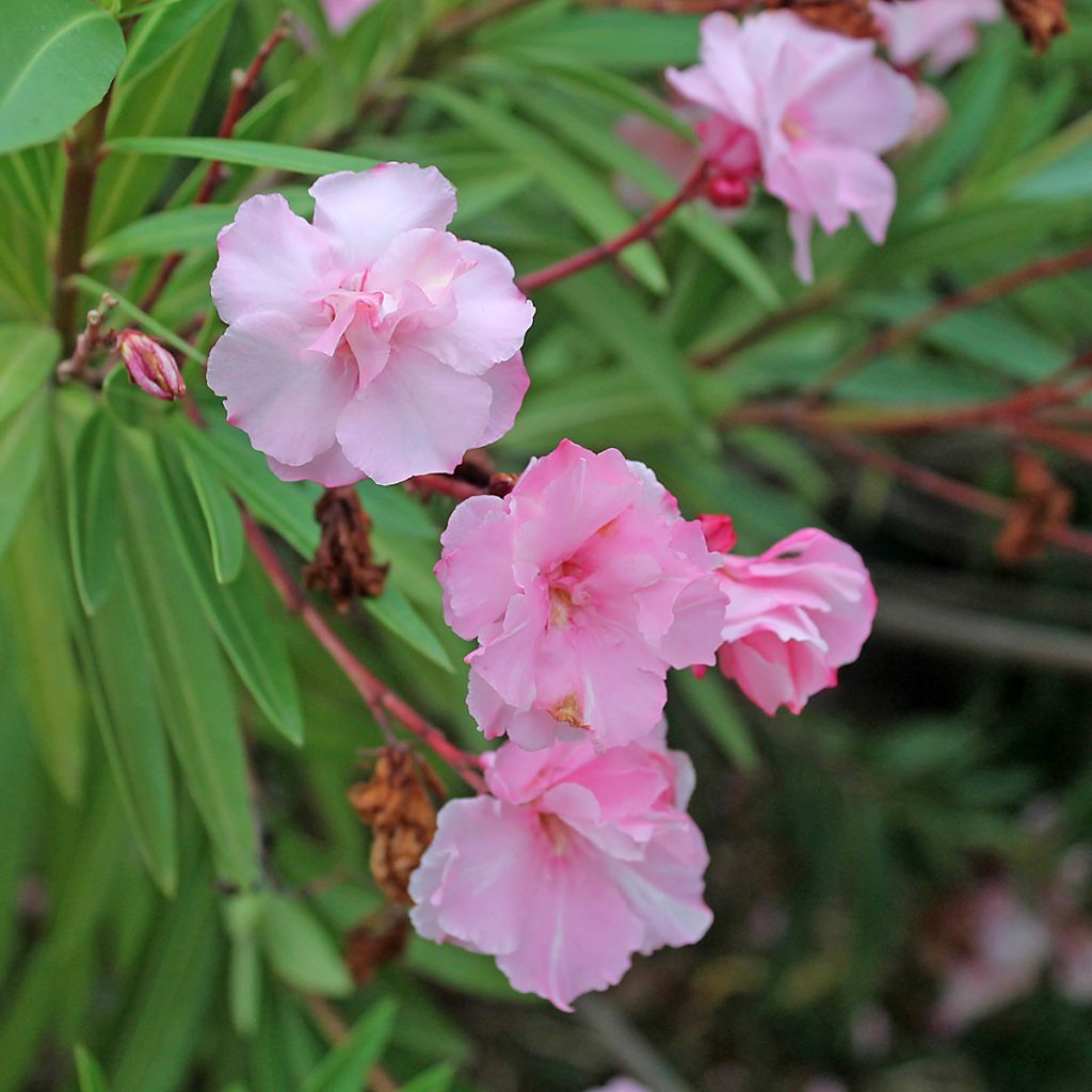 Laurier rose double Roseum Plenum - Nerium oleander