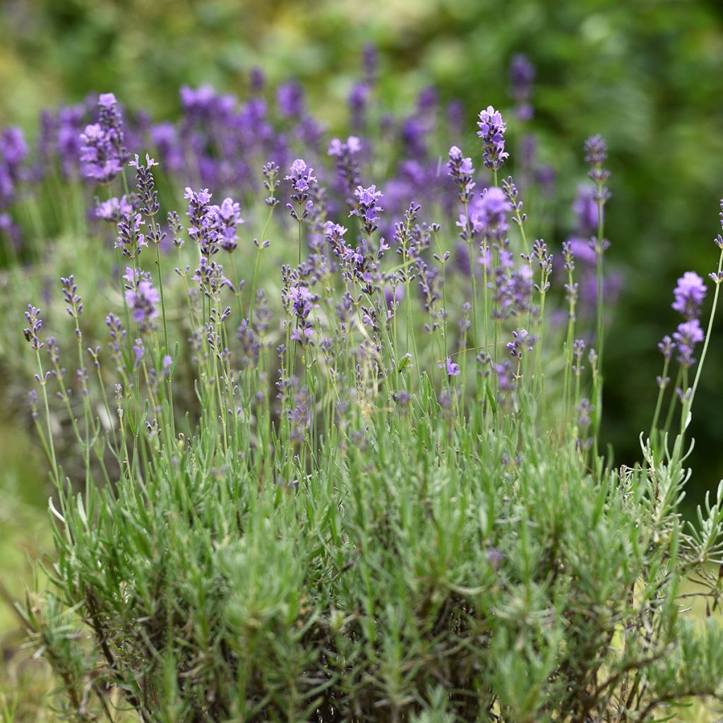 Lavande Vraie - Lavandula officinalis