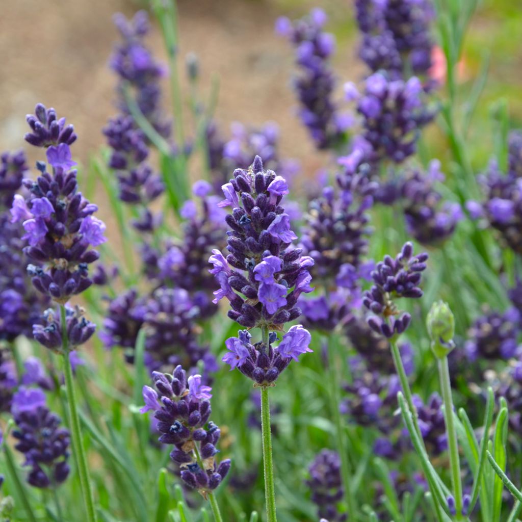 Lavande Vraie - Lavandula officinalis