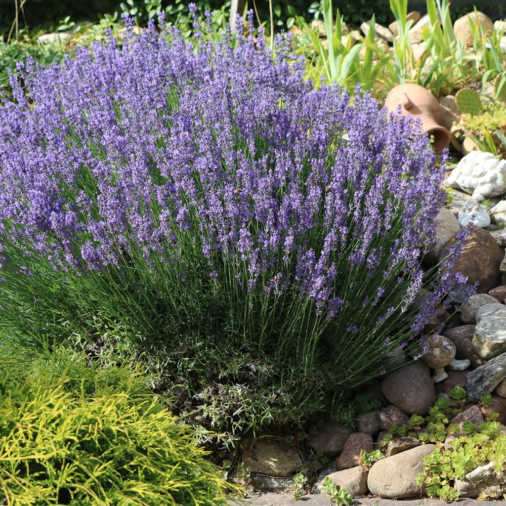 Lavande Vraie - Lavandula officinalis
