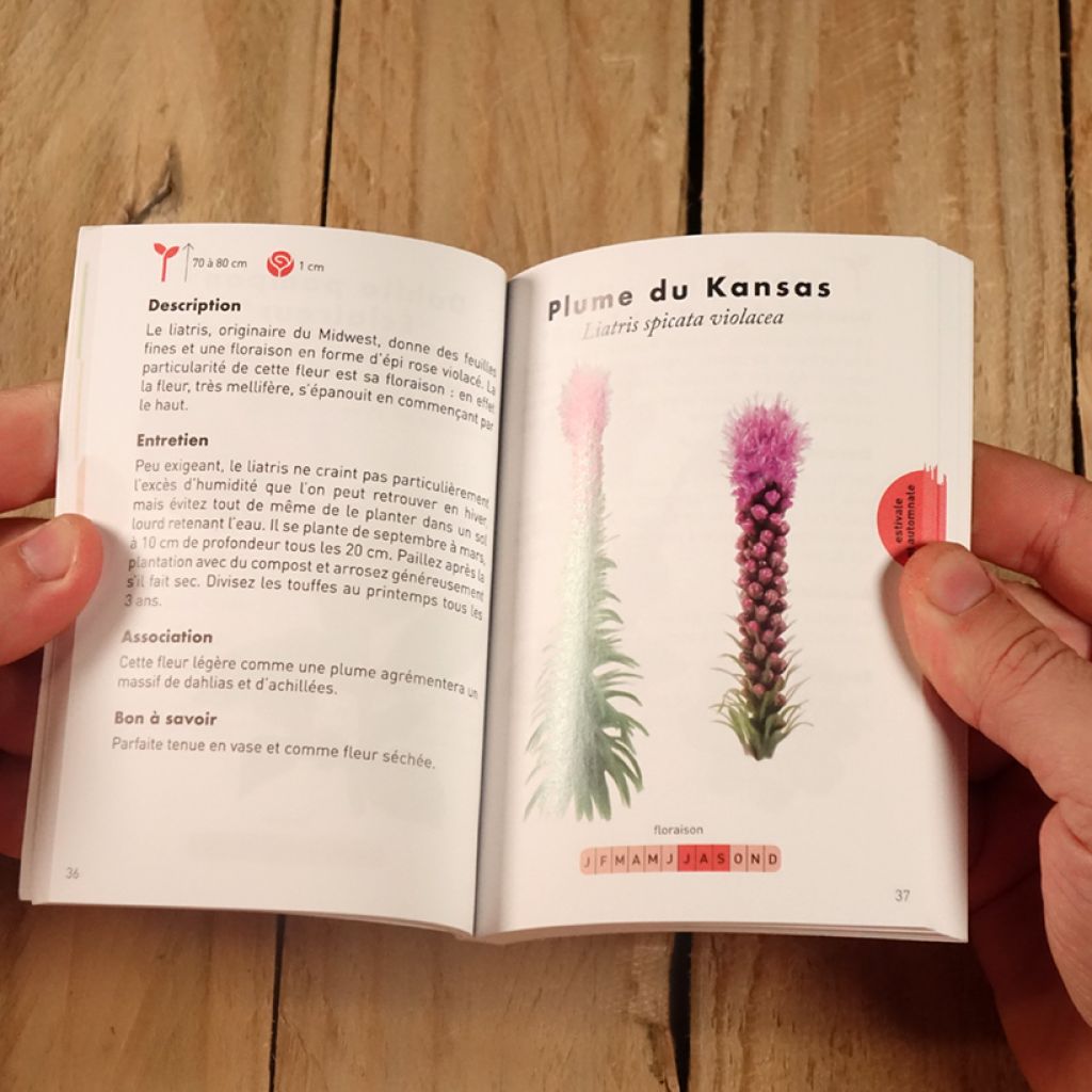 Le Petit guide jardin des bulbes