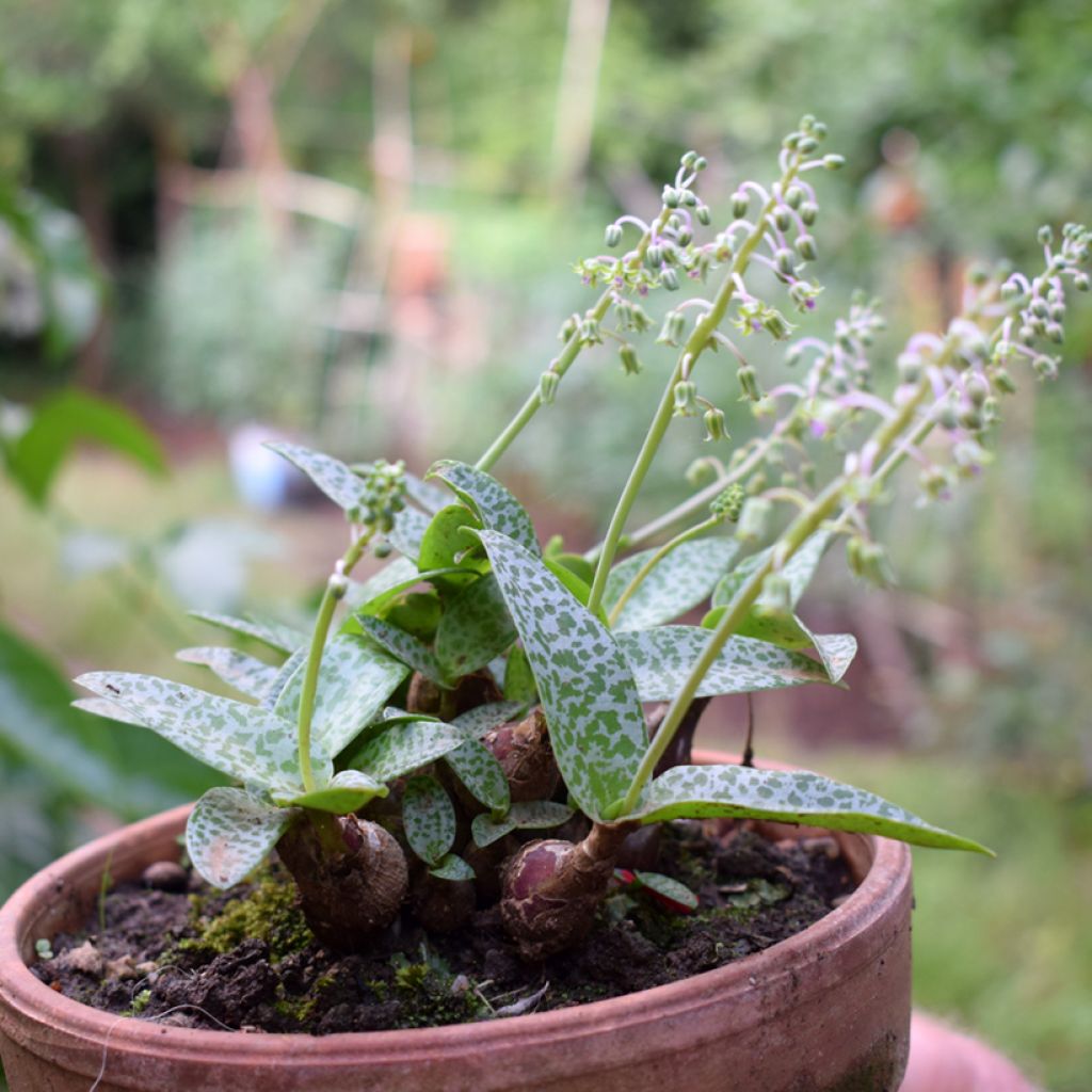 Ledebouria socialis - Scille violacée