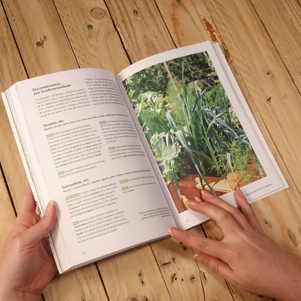 Les cultures associées au potager - Guide visuel des bonnes associations