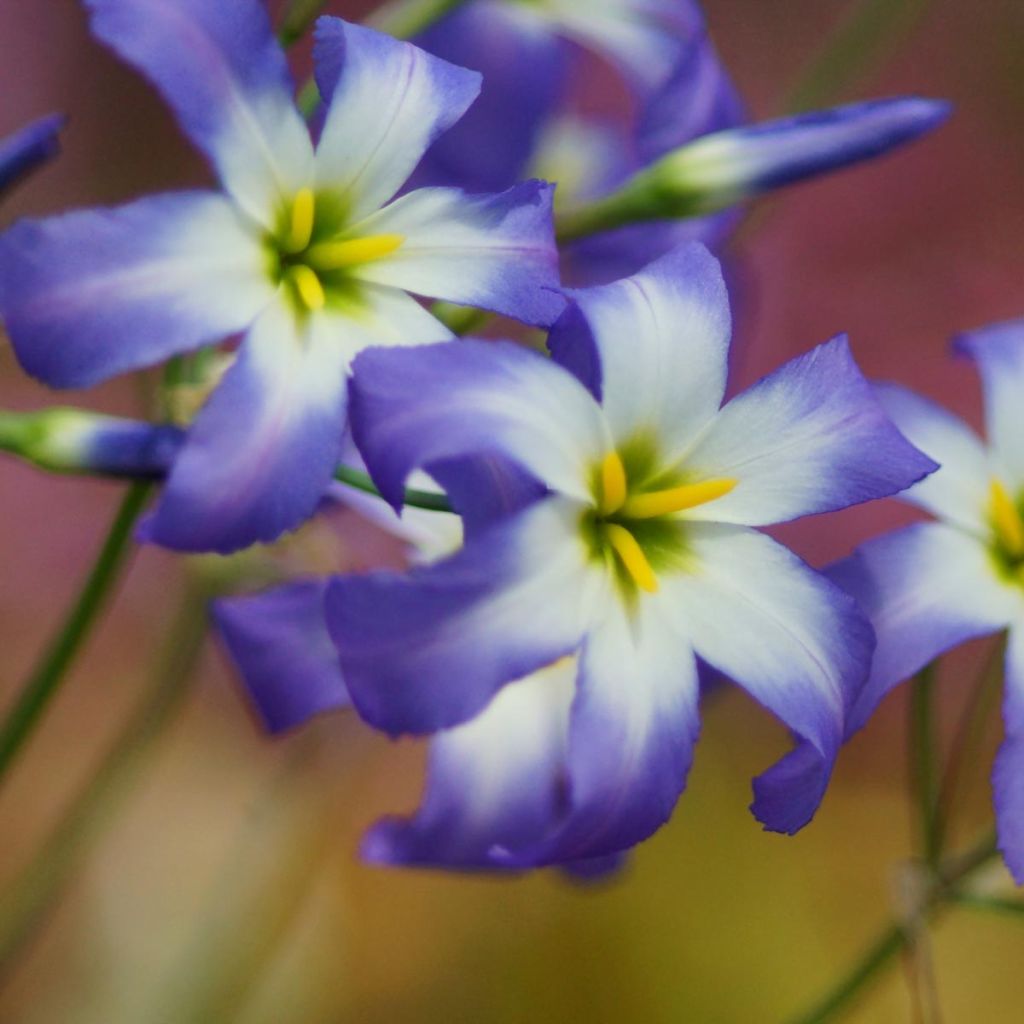 Leucocoryne  Blue Ocean ® - Gloire du Soleil