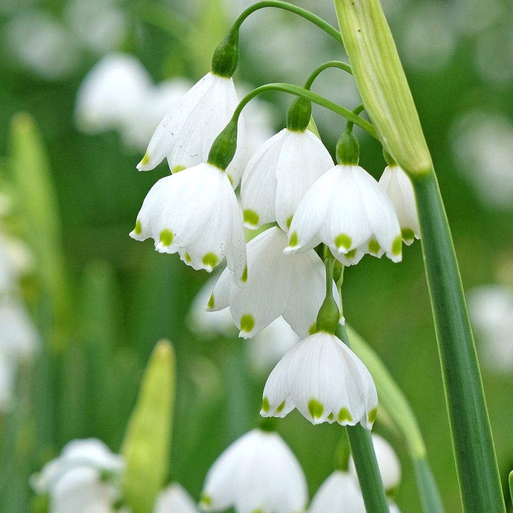 Nivéole d'été - Leucojum aestivum Bridesmaid 