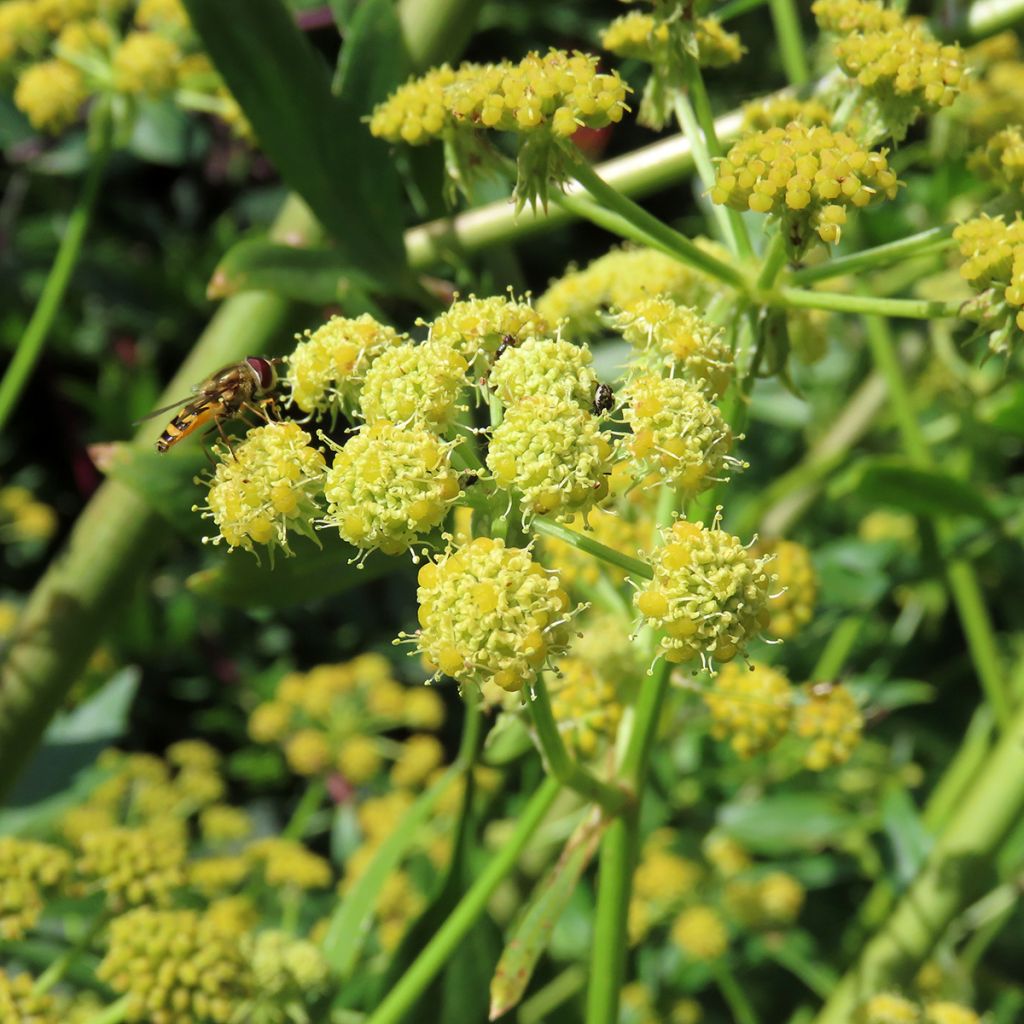 Ache des montagnes ou Livèche Graines