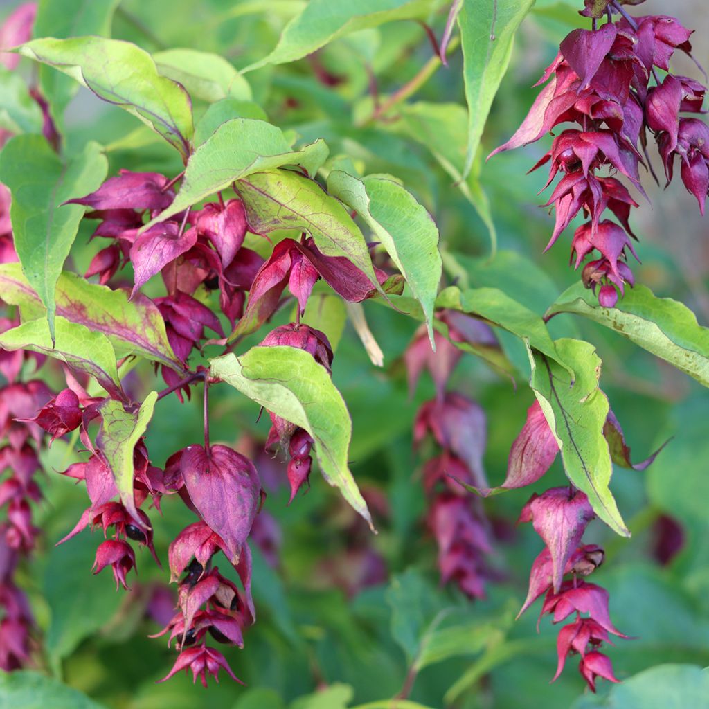 Graines d'Arbre-aux-faisans - Leycesteria formosa